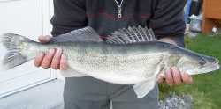 2009 Zander Ml